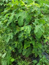 팜모닝 두릅·병해충상담 게시글 이미지