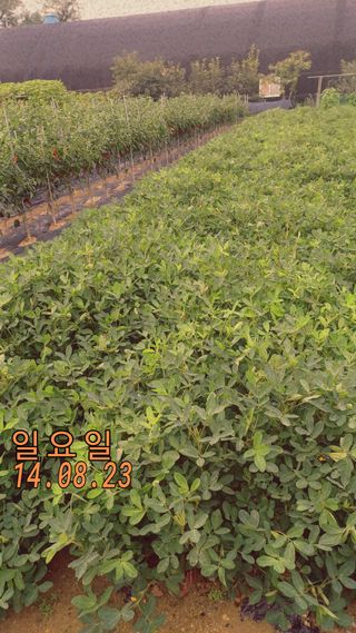 신분도님의 8월 내 작물 자랑하기 · 참여글 작성글 사진