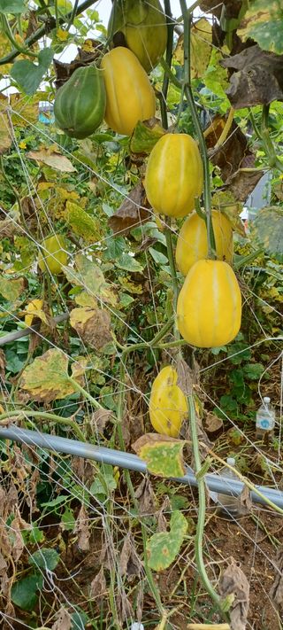 신분도님의 8월 내 작물 자랑하기 · 참여글 작성글 사진