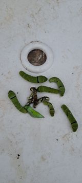 팜모닝 자유주제·자유게시판 게시글 이미지