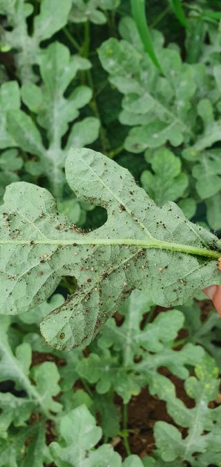 솔봄님의 기타작물 · 병해충상담 작성글 사진