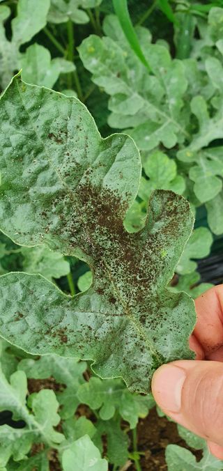 솔봄님의 기타작물 · 병해충상담 작성글 사진