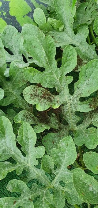 솔봄님의 기타작물 · 병해충상담 작성글 사진