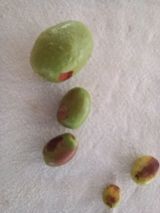 팜모닝 기타작물·병해충상담 게시글 이미지