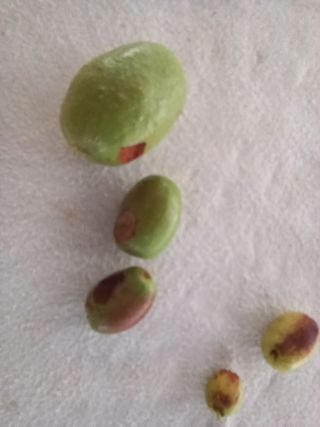 최선희님의 기타작물 · 병해충상담 작성글 사진