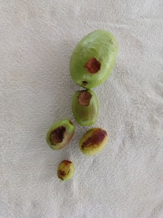 최선희님의 기타작물 · 병해충상담 작성글 사진