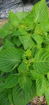 팜모닝 들깨·병해충상담 게시글 이미지