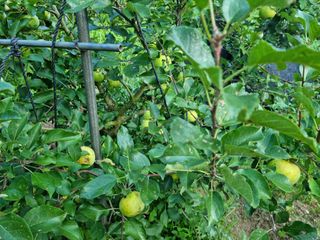 박영호님의 8월 내 작물 자랑하기 · 참여글 작성글 사진