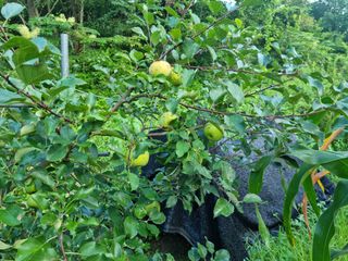 박영호님의 8월 내 작물 자랑하기 · 참여글 작성글 사진