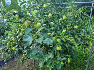 박영호님의 8월 내 작물 자랑하기 · 참여글 작성글 사진