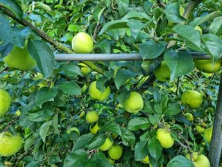 박영호님의 8월 내 작물 자랑하기 · 참여글 작성글 사진