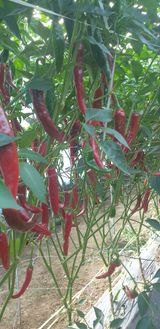 팜모닝 기타작물·자유게시판 게시글 이미지