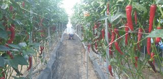 밤까시 여주농장님의 기타작물 · 자유게시판 작성글 사진