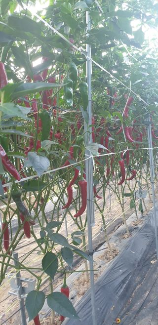 밤까시 여주농장님의 기타작물 · 자유게시판 작성글 사진