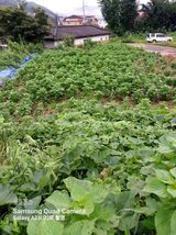 팜모닝 들깨·자유게시판 게시글 이미지