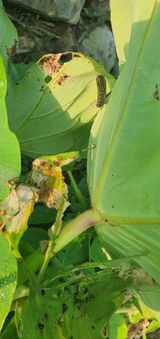 팜모닝 기타작물·병해충상담 게시글 이미지