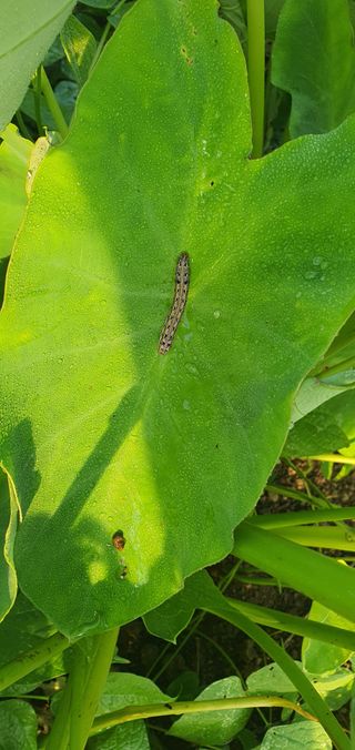 박진욱님의 기타작물 · 병해충상담 작성글 사진
