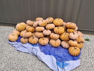 농사정보정말감시합니님의 호박 · 자유게시판 작성글 사진