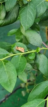 팜모닝 블루베리·병해충상담 게시글 이미지