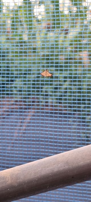 김성균님의 블루베리 · 병해충상담 작성글 사진