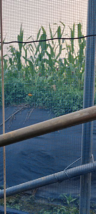 김성균님의 블루베리 · 병해충상담 작성글 사진