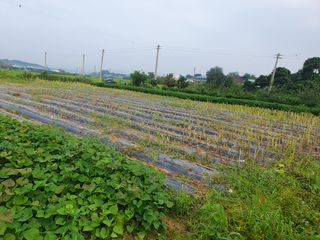 엄기덕님의 고구마 · 영농일지 작성글 사진