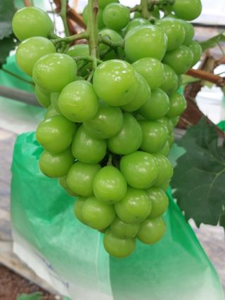 이레농장님의 8월 내 작물 자랑하기 · 참여글 작성글 사진