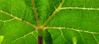 ♡ 예린농원 농장님의 포도 · 병해충상담 작성글 사진