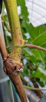 팜모닝 포도·병해충상담 게시글 이미지