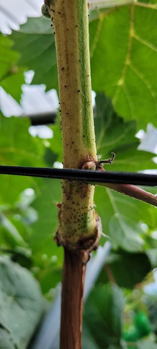 ♡ 예린농원 농장님의 포도 · 병해충상담 작성글 사진