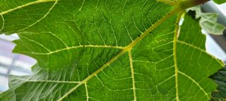 ♡ 예린농원 농장님의 포도 · 병해충상담 작성글 사진