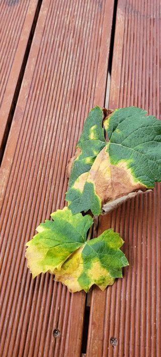 ♡ 예린농원 농장님의 포도 · 병해충상담 작성글 사진