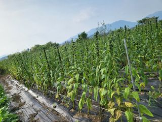 코스모스뚱님의 참깨 · 영농일지 작성글 사진