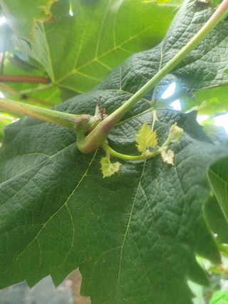 이원규님의 포도 · 영농일지 작성글 사진