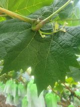 팜모닝 포도·자유게시판 게시글 이미지