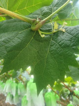 이원규님의 포도 · 자유게시판 작성글 사진