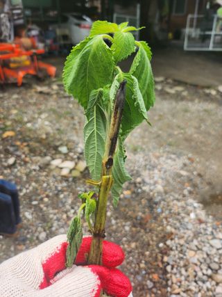 김봉형님의 들깨 · 병해충상담 작성글 사진