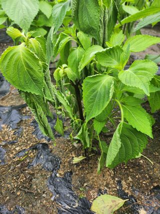 김봉형님의 들깨 · 병해충상담 작성글 사진