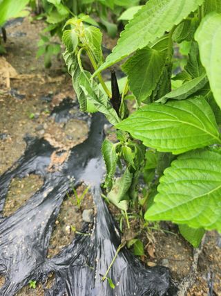 김봉형님의 들깨 · 병해충상담 작성글 사진