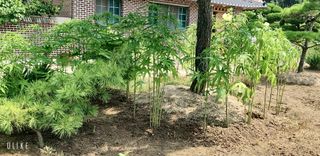 이제윤님의 8월 내 작물 자랑하기 · 참여글 작성글 사진