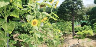 이제윤님의 8월 내 작물 자랑하기 · 참여글 작성글 사진