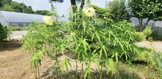 이제윤님의 8월 내 작물 자랑하기 · 참여글 작성글 사진