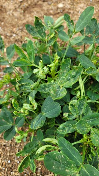 호두할배님의 콩 · 병해충상담 작성글 사진