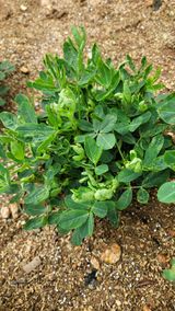 팜모닝 콩·병해충상담 게시글 이미지