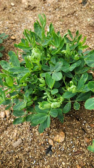 호두할배님의 콩 · 병해충상담 작성글 사진