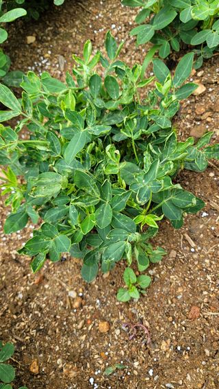 호두할배님의 콩 · 병해충상담 작성글 사진