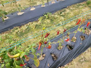 이순명님의 고추 · 병해충상담 작성글 사진