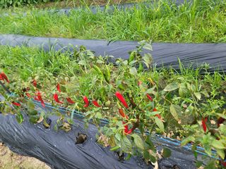 이순명님의 고추 · 병해충상담 작성글 사진