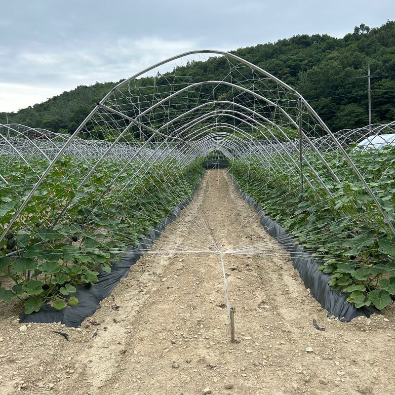 양기원님의 장터 판매 상품 [미니단호박 (미니밤 ) 5kg] 첨부 사진
