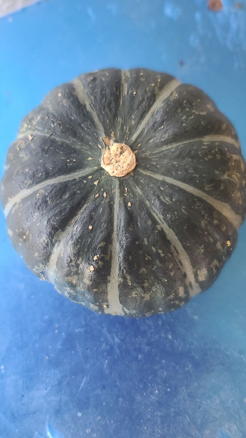 장터 상품 [미니단호박 (미니맘) 1개당(300g~350g)] 썸네일